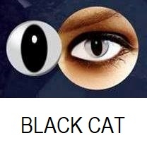 black cat