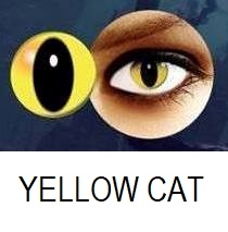 yellow cat